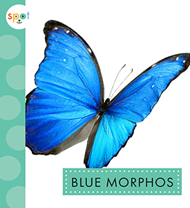 Cover Art for Blue Morphos