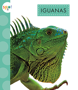 Cover Art for Iguanas