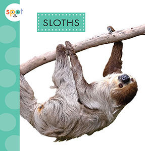 Cover Art for Sloths