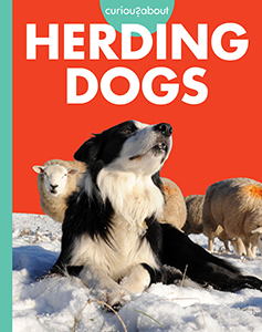 Cover Art for Curious about Herding Dogs