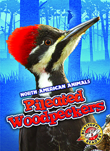 Cover Art for Pileated Woodpeckers