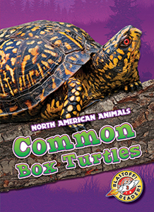Cover Art for Common Box Turtles