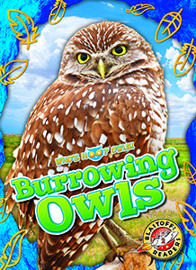 Cover Art for Burrowing Owls