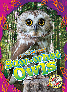 Cover Art for Saw-whet Owls