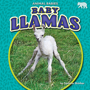 Cover Art for Baby Llamas