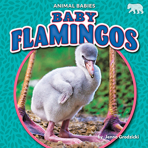 Cover Art for Baby Flamingos
