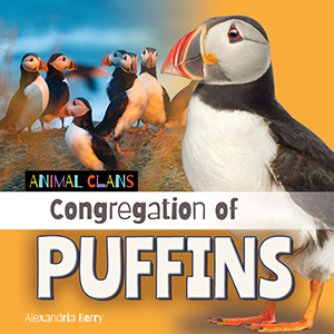 Cover Art for Congregation of Puffins