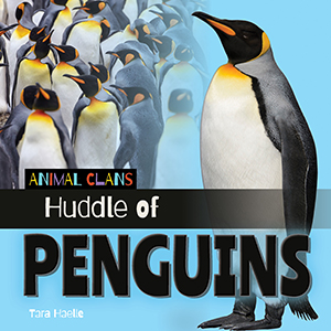 Cover Art for Huddle of Penguins
