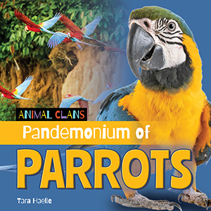 Cover Art for Pandemonium of Parrots