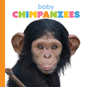Cover Art for Baby Chimpanzees