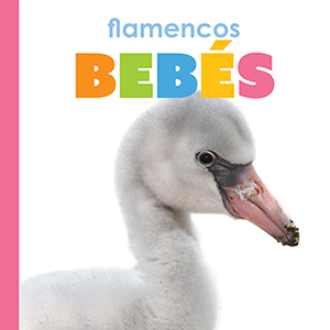 Cover Art for Flamencos bebes