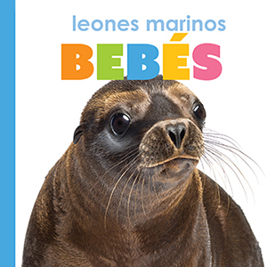 Cover Art for Leones marinos bebes