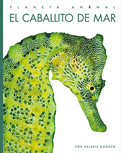 Cover Art for El caballito de mar