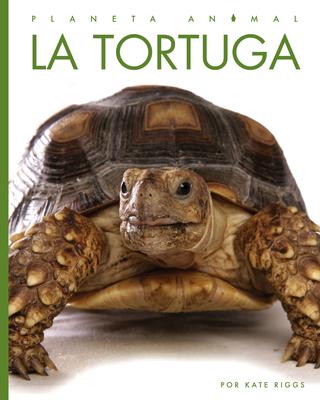 Cover Art for La tortuga