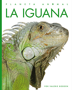Cover Art for La iguana