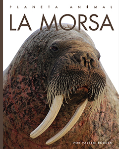 Cover Art for La morsa