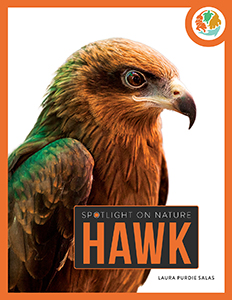 Cover Art for Hawk
