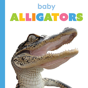 Cover Art for Baby Alligators