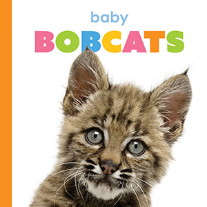 Cover Art for Baby Bobcats