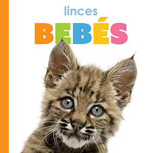 Cover Art for Linces bebes
