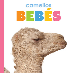 Cover Art for Camellos bebes