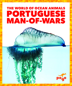 Cover Art for Portuguese Man-of-Wars