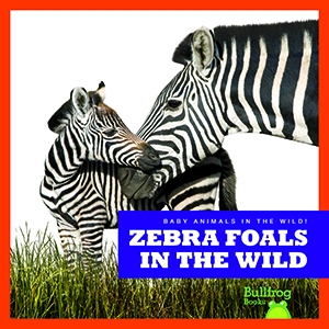 Cover Art for Zebra Foals in the Wild