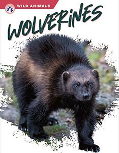 Cover Art for Wolverines