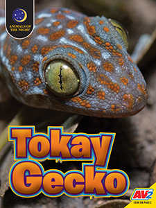 Cover Art for Tokay Gecko