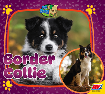 Cover Art for Border Collie
